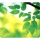 MOUSEPAD ECO EARTHSERIES FOGLIE